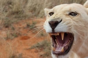 south-africa-1---white-lion-yawning2